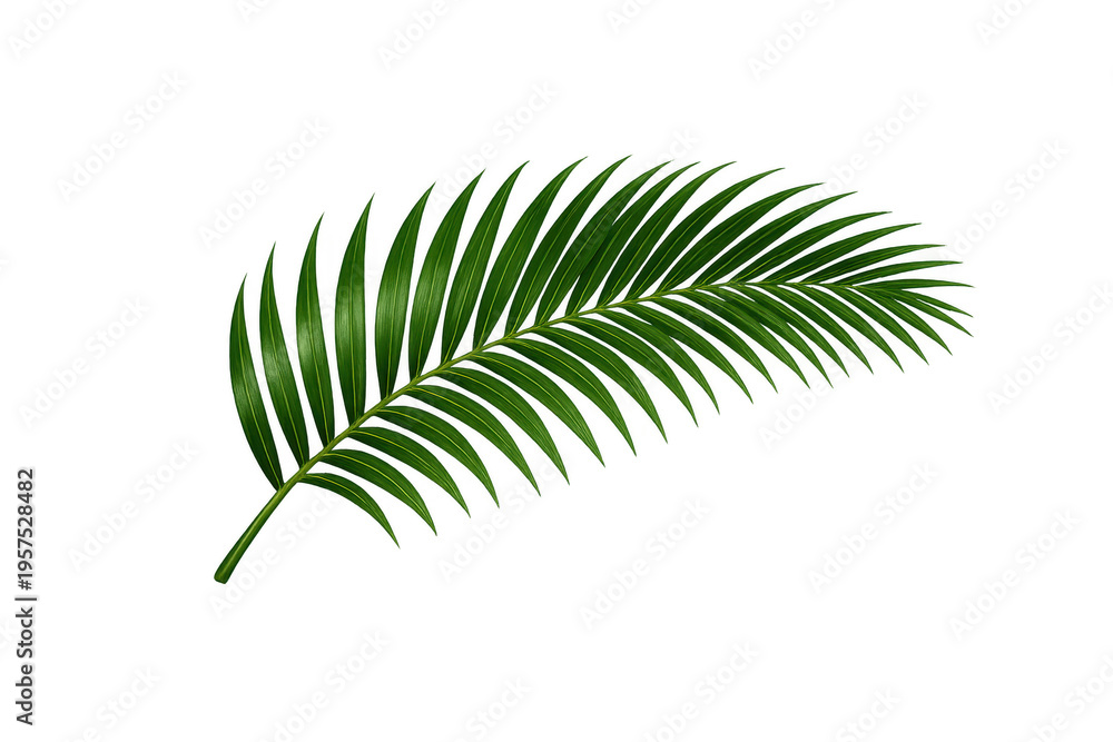 Green palm leaf creating tropical summer vibe on transparent background