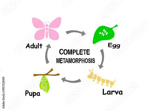 Butterfly life cycle diagram on white background showing complete metamorphosis stages: egg, larva caterpillar, pupa chrysalis, and adult butterfly in a circular process.