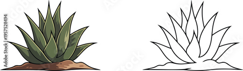 Aloe vera illustration & outline set isolated on transparent background