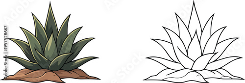 Aloe vera illustration & outline set isolated on transparent background