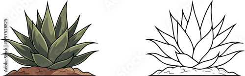 Aloe vera illustration & outline set isolated on transparent background