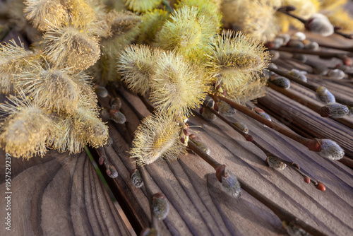 Flowering pussy willow twigs with yellow catkins lying on a rustic dark wooden surface. Traditional spring and Palm Sunday decoration