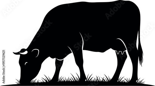 Black cow grazing on grass silhouette