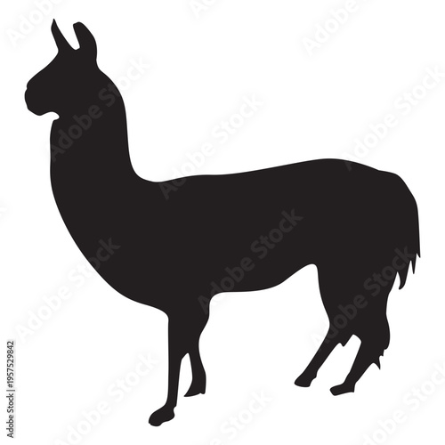 Isolated llama silhouette