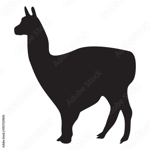 Isolated llama animal