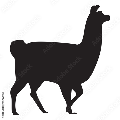 Isolated llama walking silhouette