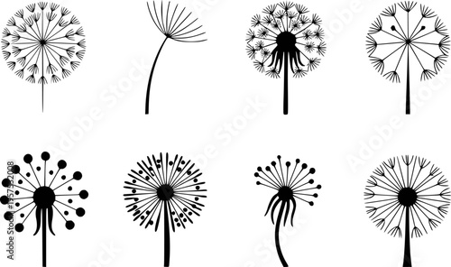Collection of black and white dandelion seed head a white background plant flower