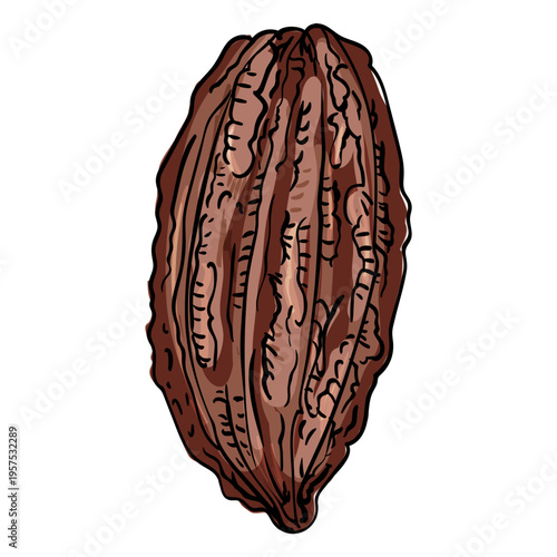 Cocoa pod illustration