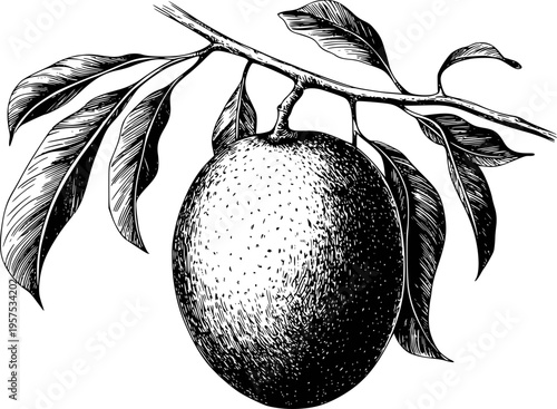 Detailed Black and White of a Single Orange Fruit Hanging a Branch with Leaves leaf