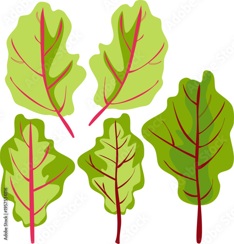 Vector Set of Fresh Beet Leaves with Red Veins. Beetroot Foliage Illustration Isolated on Transparent Background