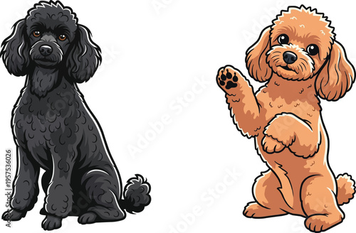 Miniature Poodle dog playful begging stance sitting relaxed pose set