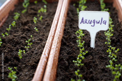 Small green arugula sprouts grown in plastic containers. Sprouted arugula seeds in fertile soil.       