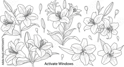 Hand drawn botanical lily flower collection featuring detailed line art blossoms with buds and leaves for elegant floral wedding invitations and garden designs.