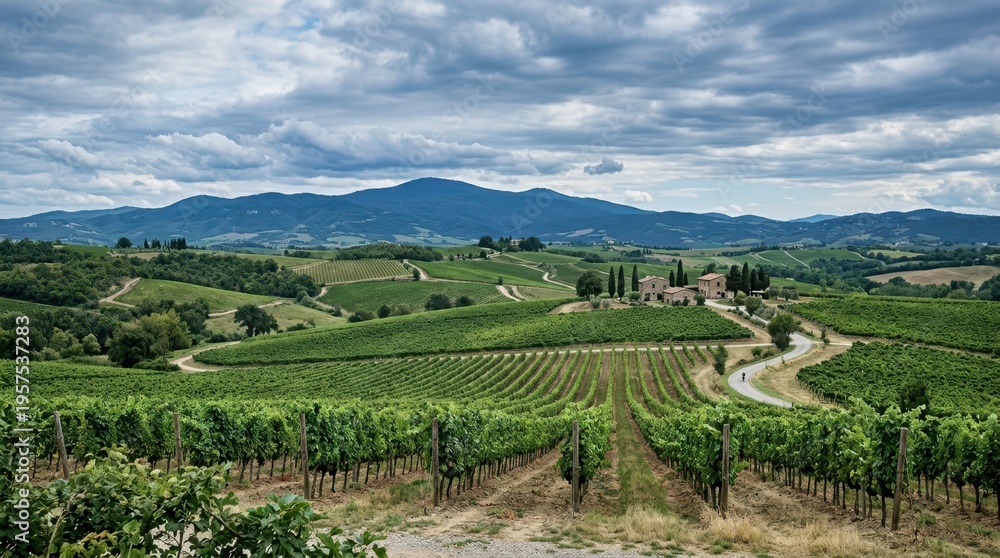 Fototapeta premium Rolling Tuscan hills covered in lush vineyards and cypress trees under a cloudy sky