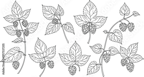 Hand drawn engraving style hop plant collection featuring detailed branches leaves and seed cones for craft beer brewery branding and organic agricultural label design.