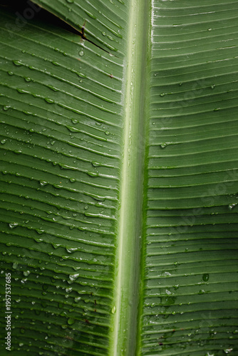 Close-up of a green tropical leaf with water droplets, showing natural texture and vibrant color. Freshness, nature background, botanical detail.