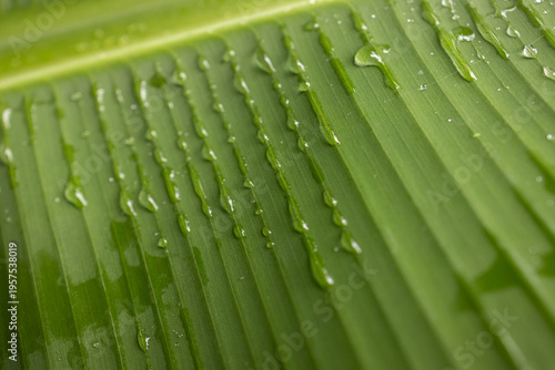 Close-up of a green tropical leaf with water droplets, showing natural texture and vibrant color. Freshness, nature background, botanical detail.