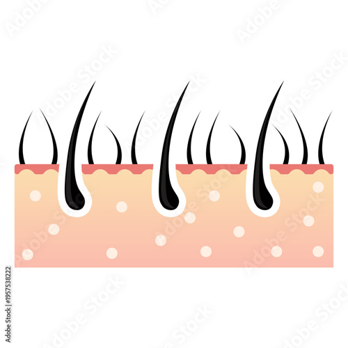 Anatomical hair icon