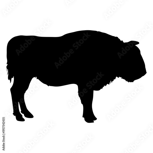 Bison buffalo bull silhouette