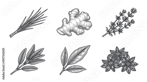 Set of popular herbs and spices in a vintage engraving style. Includes rosemary, ginger, thyme, sage, bay leaf, anise. Perfect for menu design, packaging, and cookbooks.