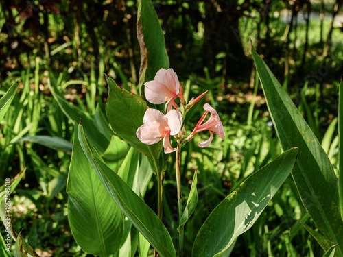 Beautiful peach-colored Canna lily flowers blooming in a lush green garden. This tropical botanical shot highlights the delicate petals and vibrant foliage under bright natural sunlight.