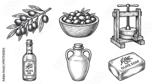 Vintage set of hand-drawn olive products in an engraving sketch style. Features branch, oil, soap. Perfect for organic branding, packaging design, and restaurant menus.