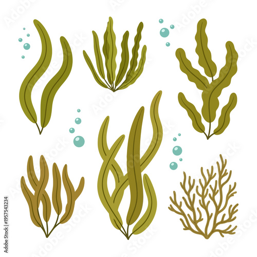 Collection of colorful seaweed varieties and bubbles, isolated on white background
