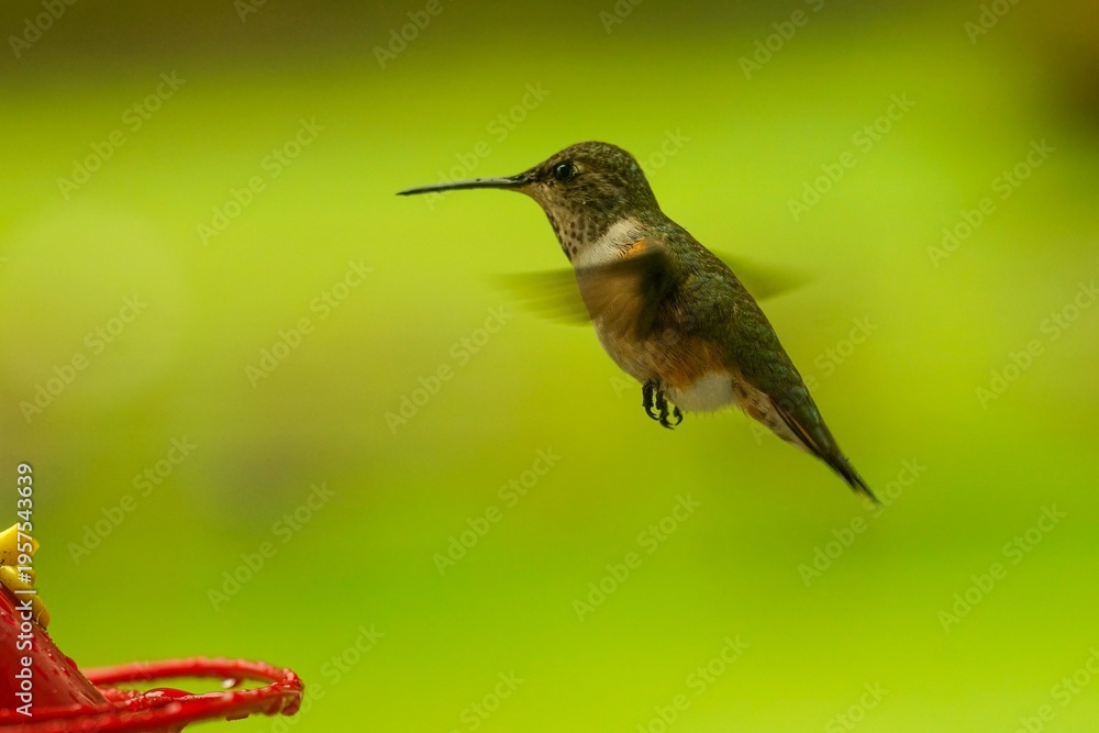 Naklejka premium Hummingbird hovers near feeder, wings blurring in motion. Green background enhances its vibrant colors, a delicate dance of nature.