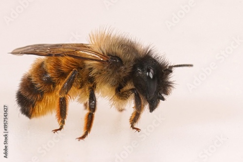 Detailed closeup on a female red mason bee , Osmia rufa on a white background