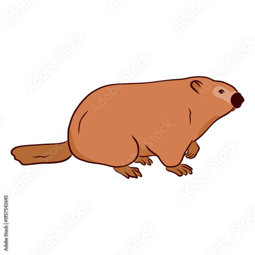 Ground hog marmot muzzle tail illustration