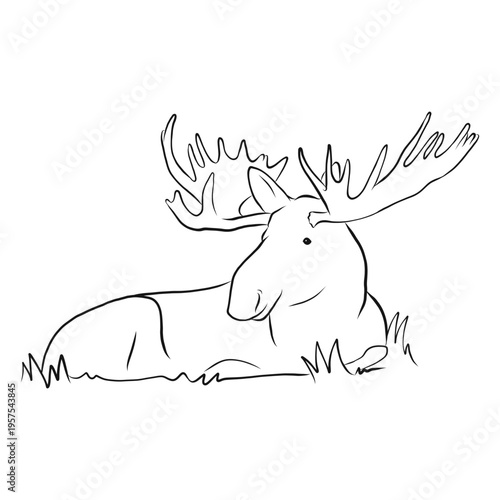 Moose elk antler grass sketch