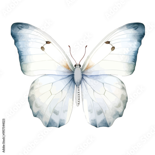 Watercolor pale blue and white butterfly illustration with delicate wing patterns