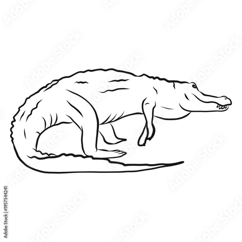 Alligator crocodile fang tail sketch