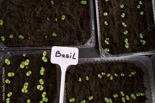 Young basil sprouts in peat. Home growing of natural organic plant for own consumption.