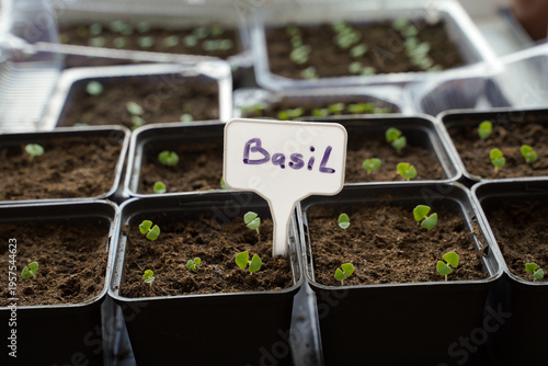 Growing basil seedlings in a greenhouse. Initial spring shoots of the plant. Small green basil sprouts grown in plastic containers.