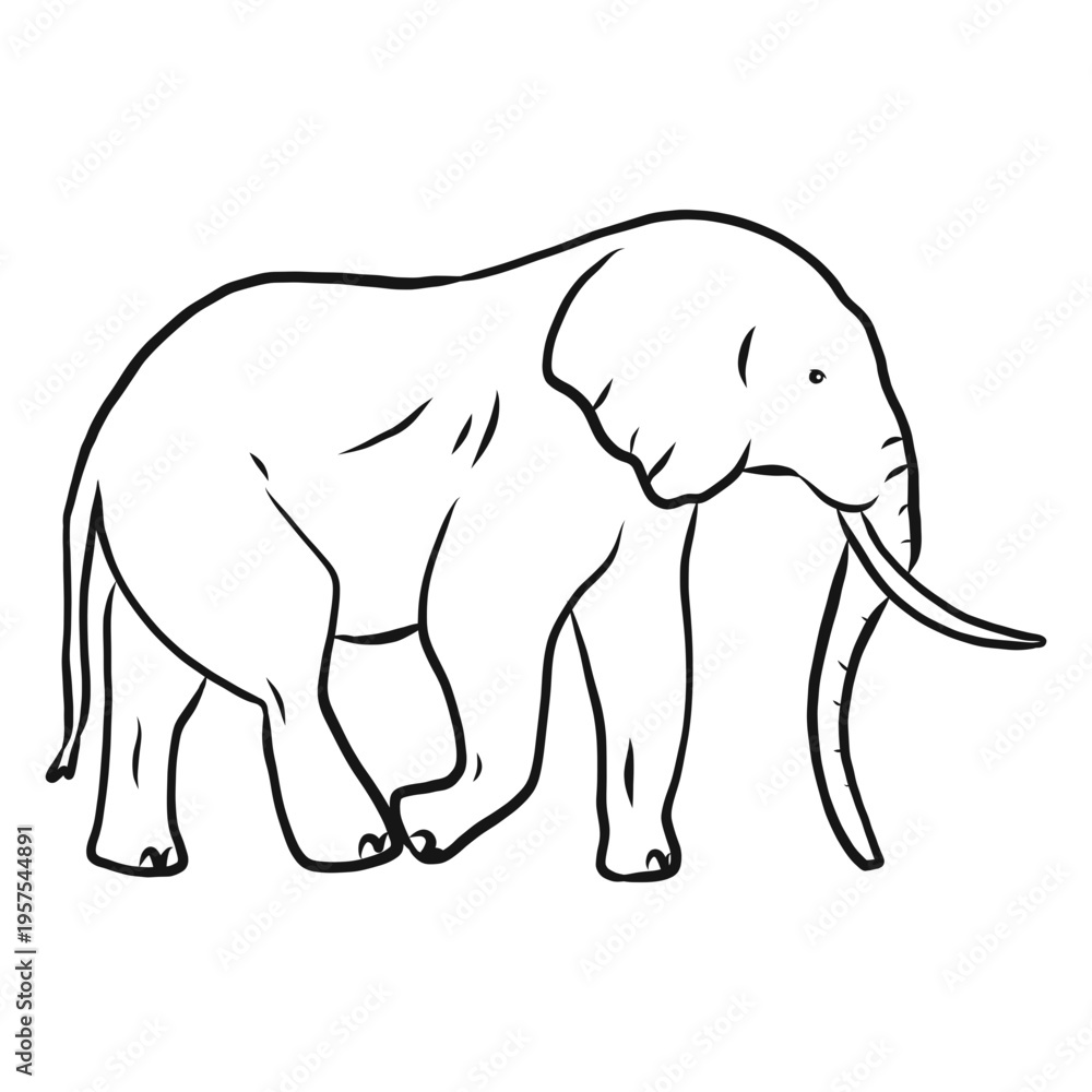 Obraz premium Elephant ear ivory trunk tail sketch