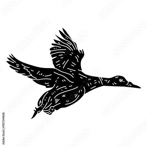 Drake duck wild duck beak wing fly silhouette