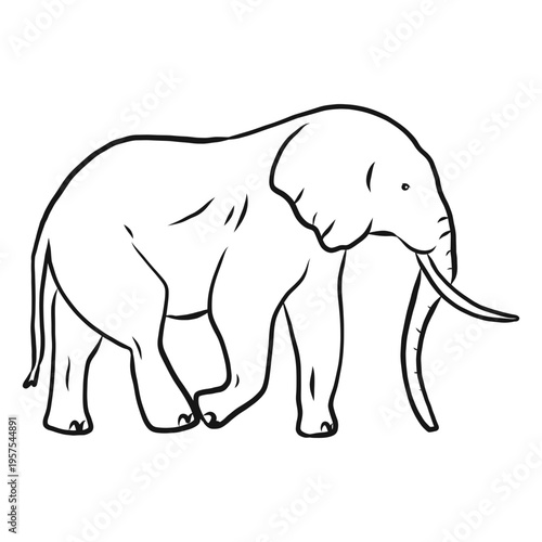 Elephant ear ivory trunk tail sketch