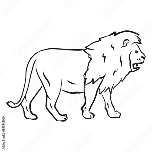 Lion king mane tail sketch