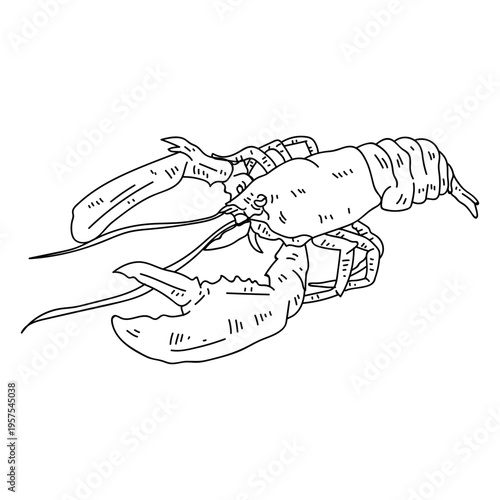 Lobster antenna claw tail stroke