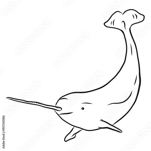 Narwhal flipper tail tusk sketch