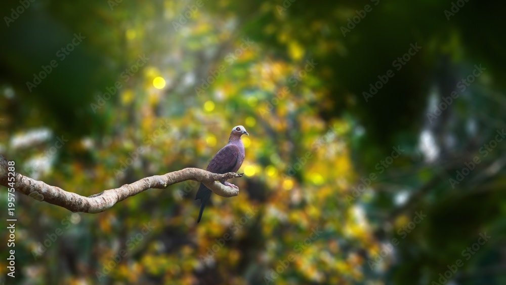 Fototapeta premium Pale Capped Pigeon (Columba Punicea)
