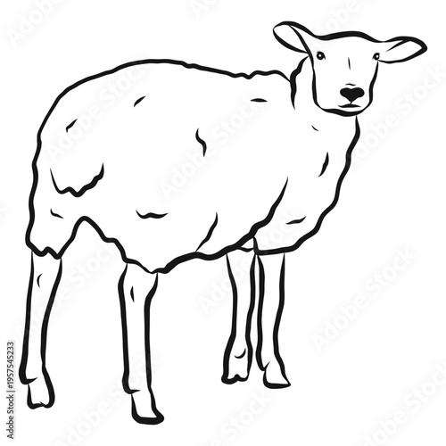 Sheep wool hoof sketch