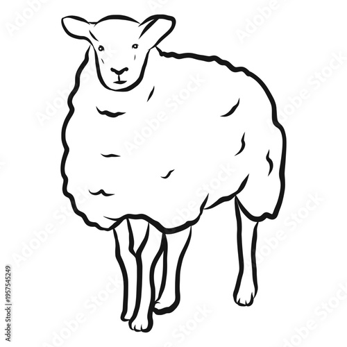 Sheep wool lamb hoof sketch