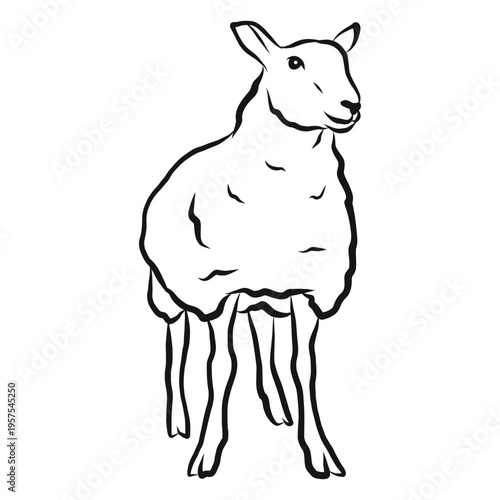 Sheep lamb wool hoof sketch