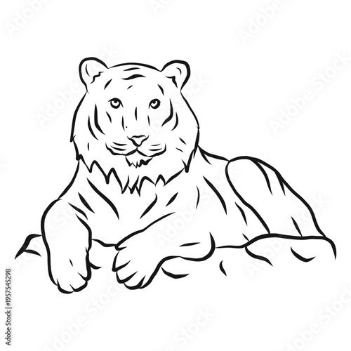 Tiger stripe fur sketch