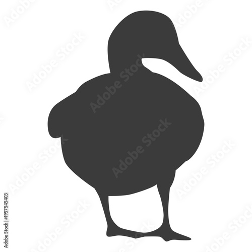 Duck drake wild duck beak silhouette bird