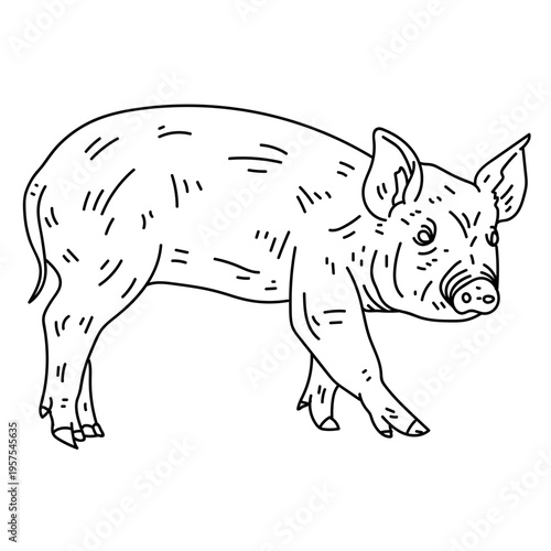 Pig snout ear hoof line