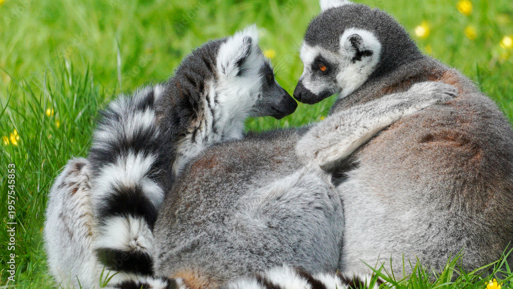 Obraz premium Two lemurs with distinct ringed tails sit together on grass, showcasing social interaction in a natural outdoor setting with yellow flowers.