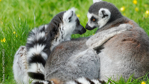 Photos Two lemurs with distinct ringed tails sit together on grass, showcasing social interaction in a natural outdoor setting with yellow flowers
